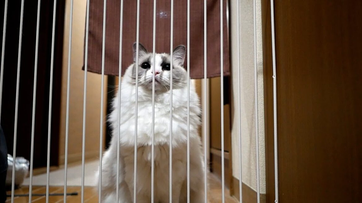 猫をおいて出ていかなくてはなりません… 猫をおいて出ていかなくてはなりません…