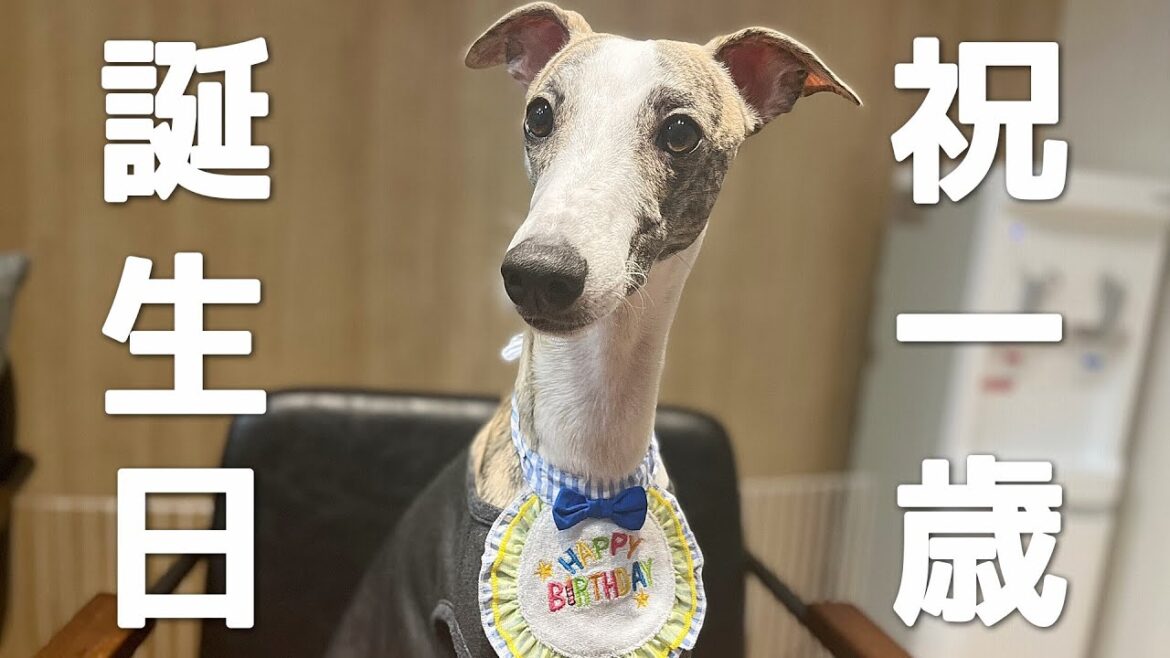 【ウィペット】とうとう一歳を迎えて絶好調な愛犬