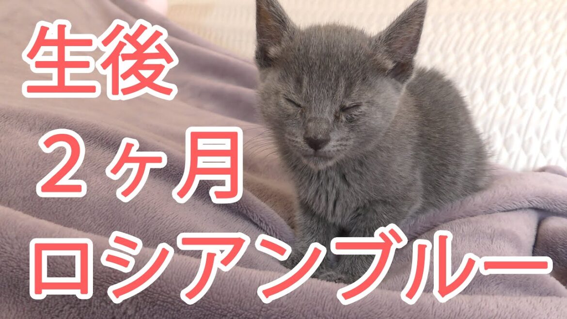 生後２ヶ月、ロシアンブルーの赤ちゃん子猫が家にやってきた