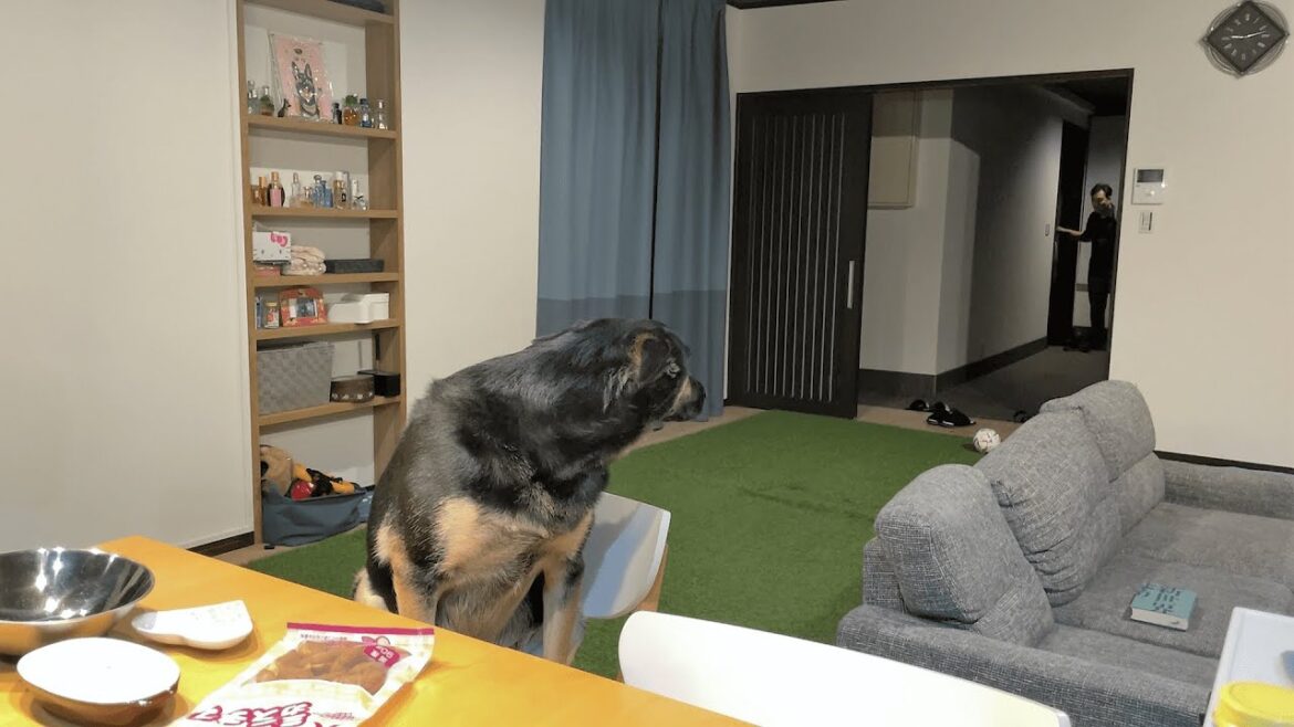 誕生日のごちそうが食卓にあると、飼い主が帰ってきても出迎えてくれない愛犬ｗ【ジャーマンシェパード】