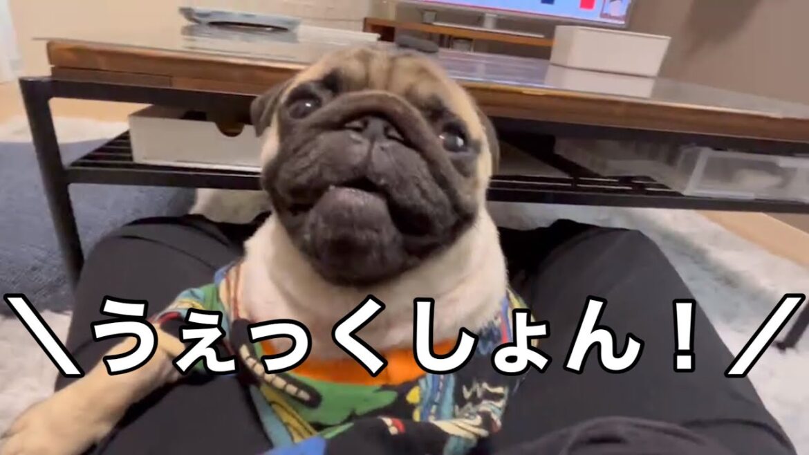 パグとクシャミとインコの穏やかな日々【パグ侍ももたろ】