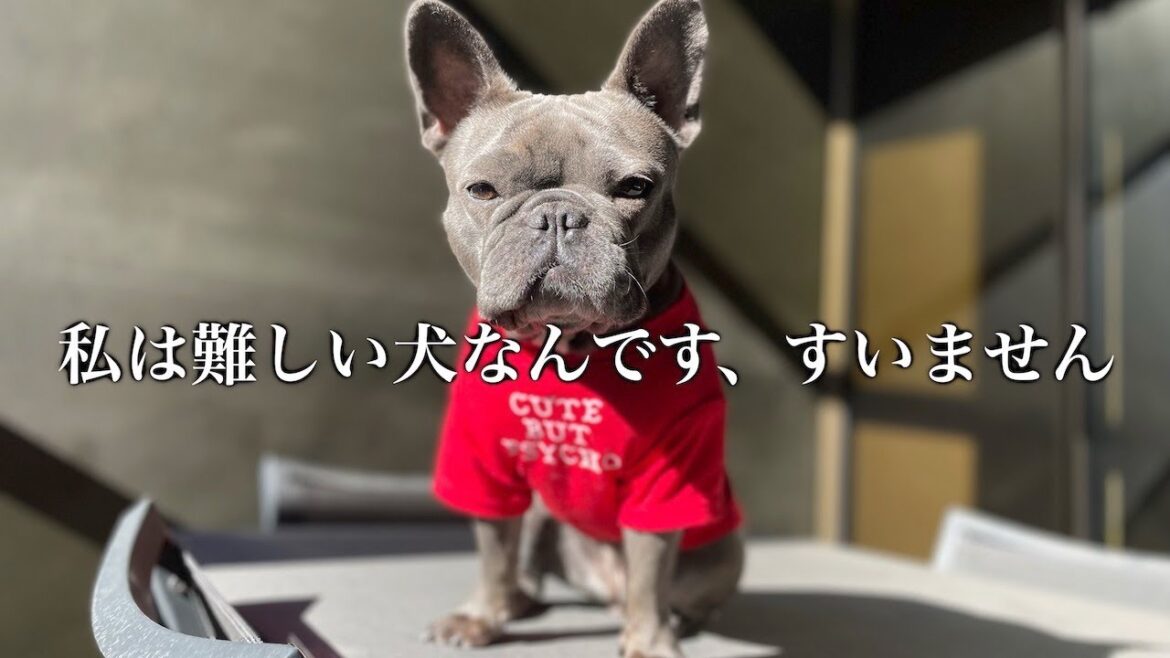 ドッグフードでどうしてもアレルギー…最後の望みの鍼治療？