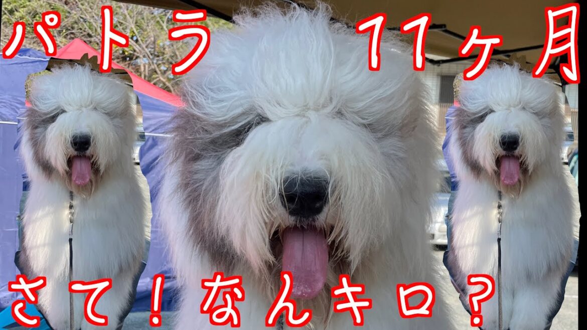 【もうすぐ１才】パトラ11ヶ月体重測定　オールドイングリッシュシープドッグ　もふもふ