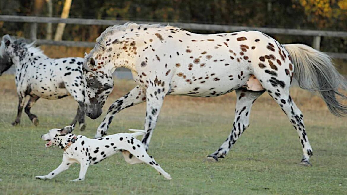 犬・馬・ポニー。ダルメシアン柄の3頭の種を超えた絆に心温まる【感動】