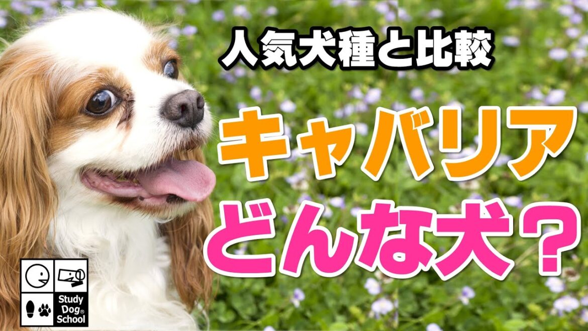 【人気犬種との比較で丸わかり】キャバリアの性格・魅力・注意点 【人気犬種との比較で丸わかり】キャバリアの性格・魅力・注意点