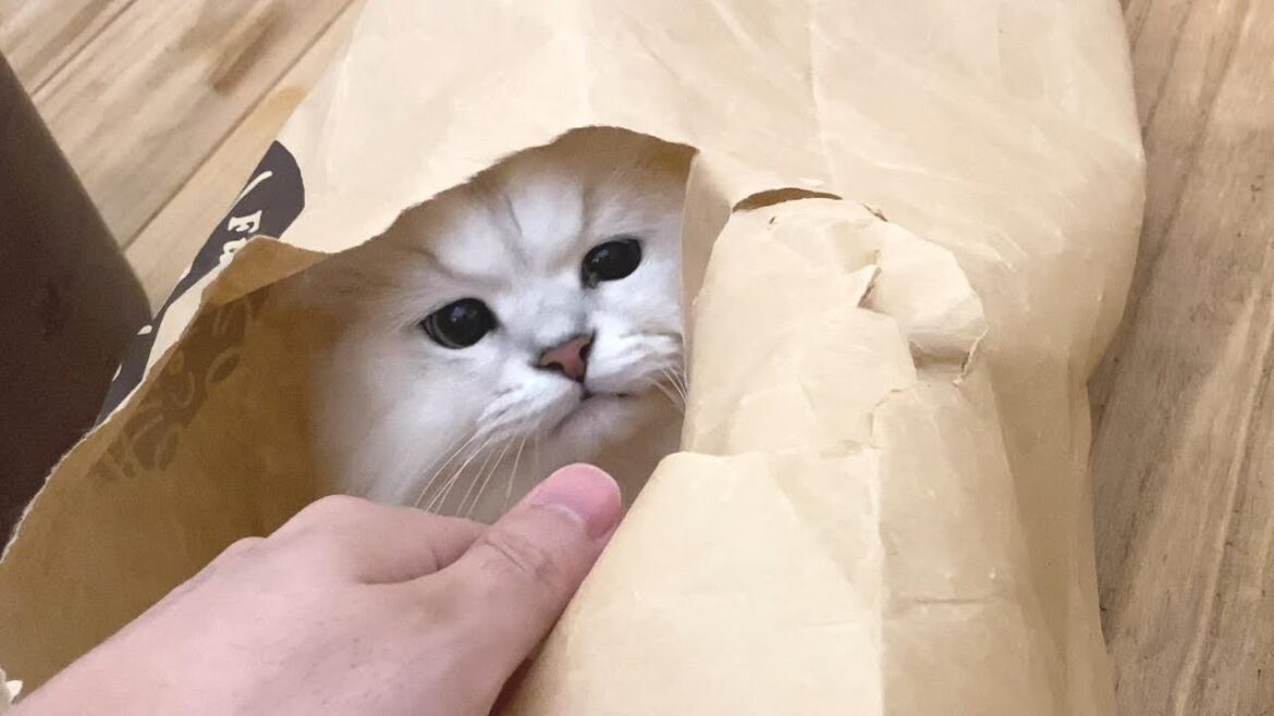 ボロボロの トンネル大好き ペルシャ猫