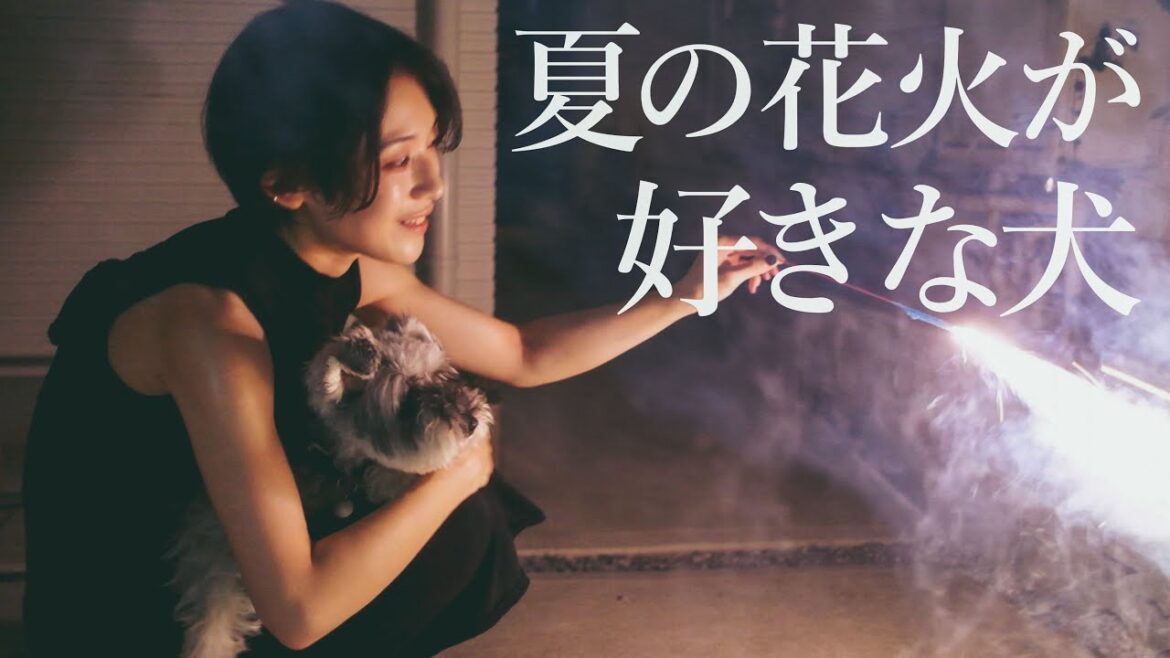 花火に接近する怖いもの知らずな犬【シュナウザージジトト】