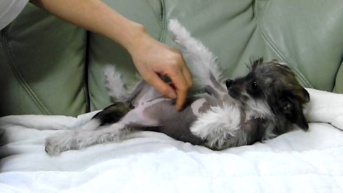 チャイニーズクレステッドドッグの子犬2010.01.15