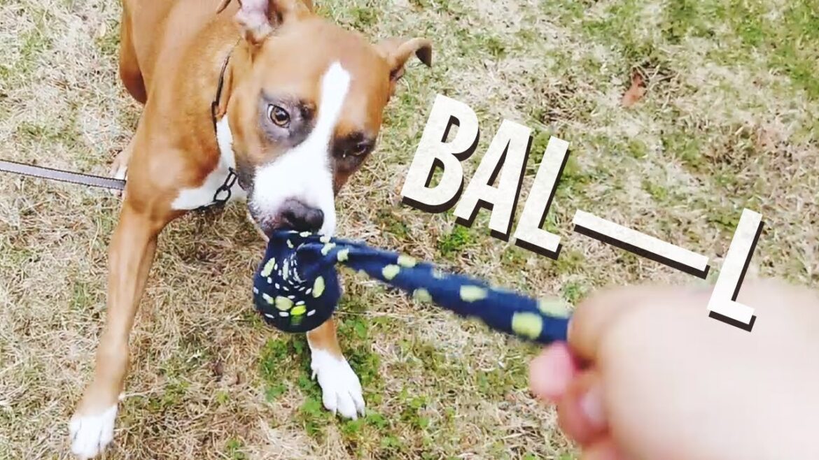 【危険】闘犬種カフカの本能を呼び起こす！「アムスタッフのカフカ」