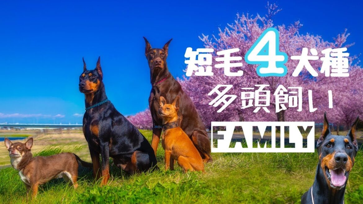 短毛4犬種多頭飼いＦａｍｉｌｙ【doberman】ドーベルマン・ジャーマンピンシャー・ミニチュアピンシャー・チワワ