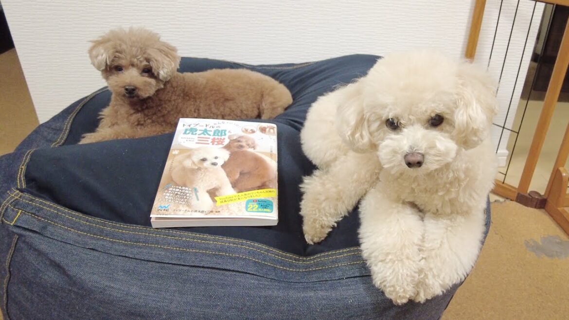 愛犬の本が完成したので初めてパパさんに見せてみました!【トイプードル】 愛犬の本が完成したので初めてパパさんに見せてみました!【トイプードル】