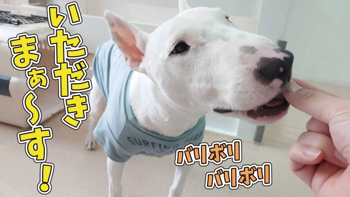 いただきまぁ～す！　🐶ひみつきちなう！#1🐶  (ミニチュアブルテリア チワワ 柴犬 ビションフリーゼ マルチーズ) 2020年10月19日