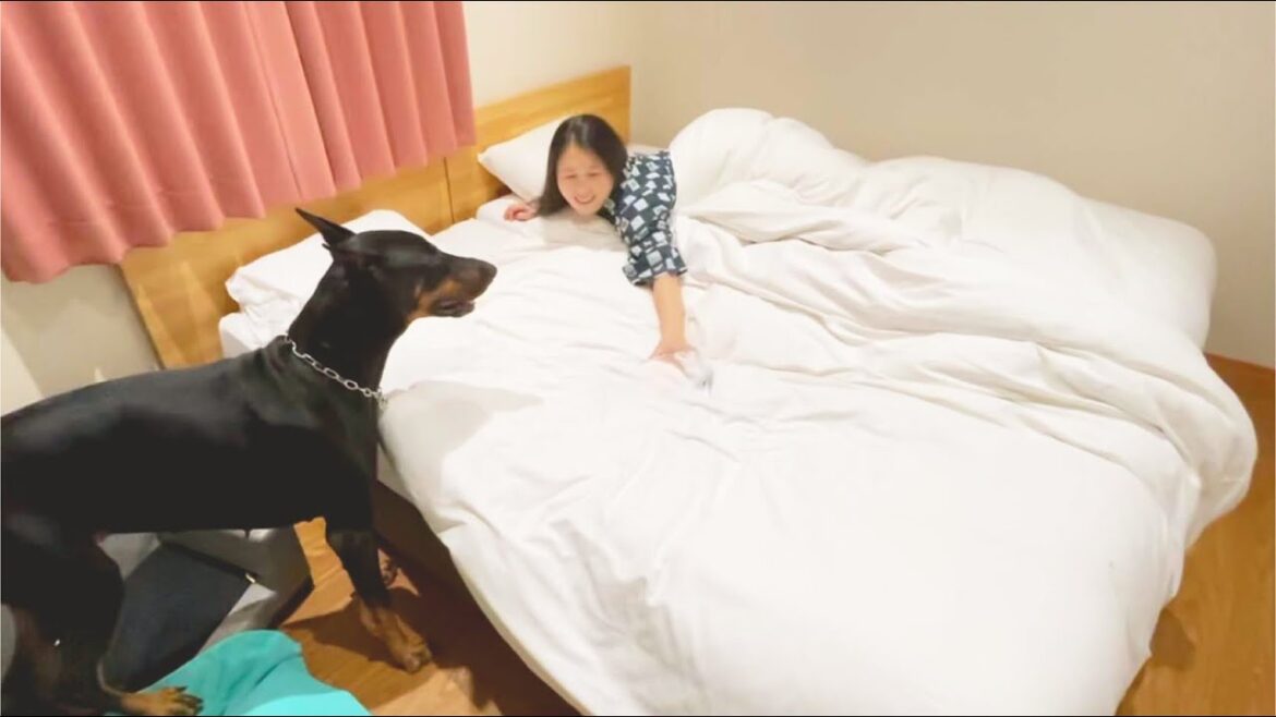 ママとフカフカベッドで一緒に寝たいドーベルマン