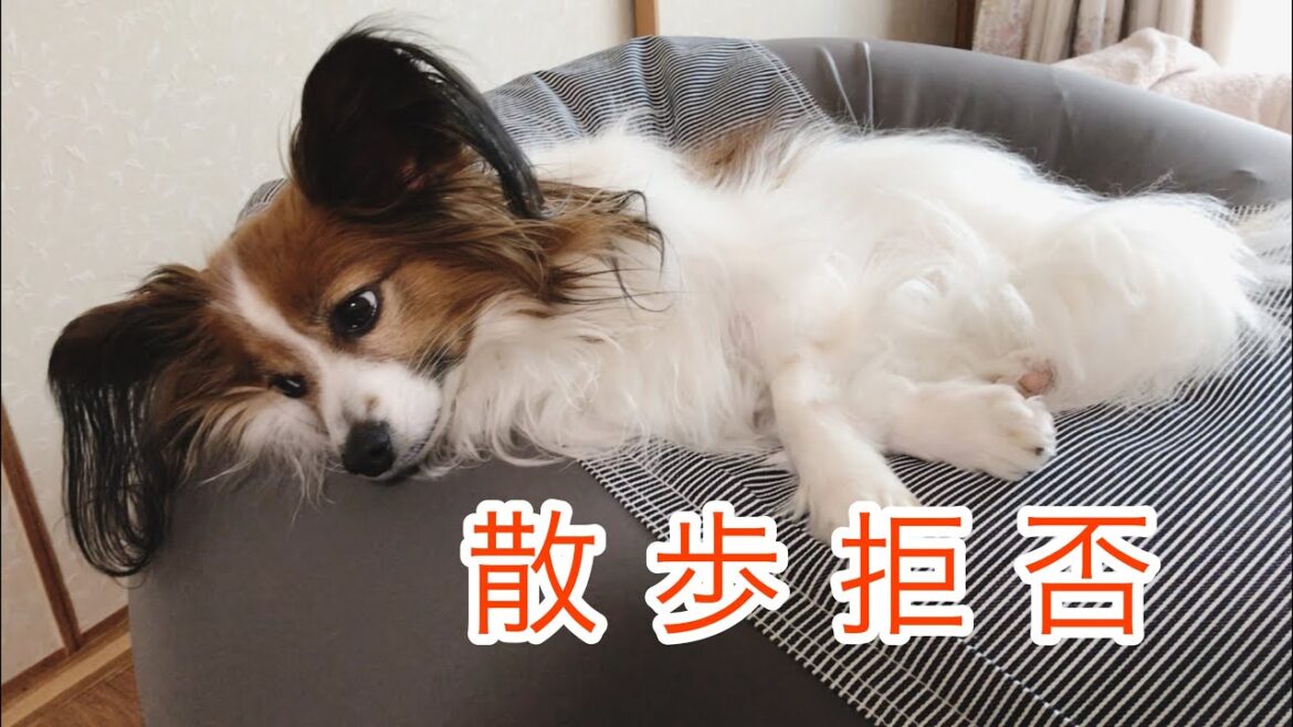 人ダメソファにダメにされたパピヨン犬