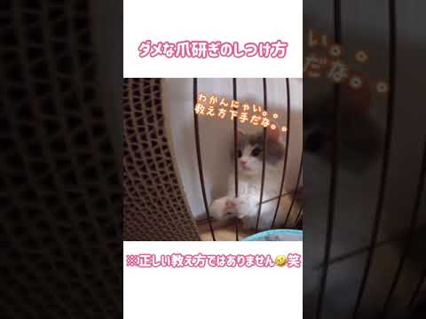 【#Shorts】ダメな爪研ぎのしつけ🙅♀️(サイベリアンの子猫) 【#Shorts】ダメな爪研ぎのしつけ🙅♀️(サイベリアンの子猫)