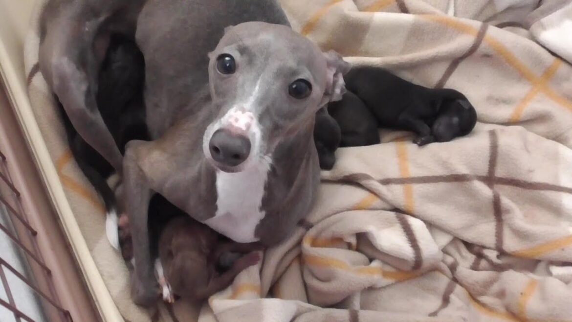 【イタピン】イタグレとミニピンの子供が産まれました！【No.1】