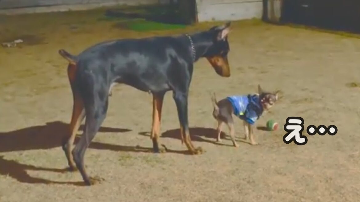 【振り返ったらドーベルマン】特定犬が犬舎に遊びに来たよ！