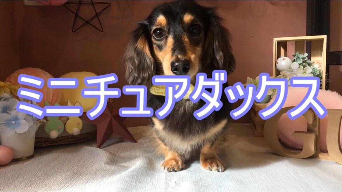 ミニチュアダックスのトリミング