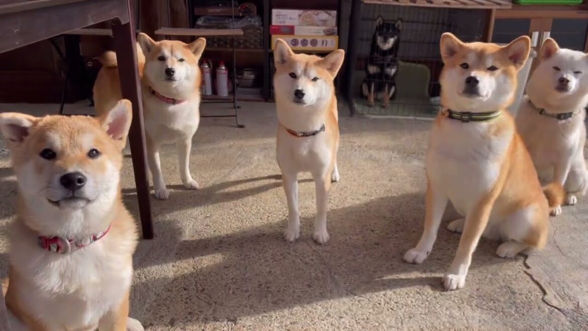柴犬みかん園2023年版カレンダー予約販売開始しました！