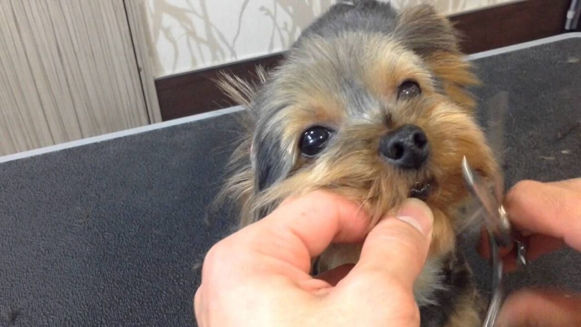 ヨーキーの顔カット(丸く)part.2　　Yorkshire terrier face cut (rounder) part.2
