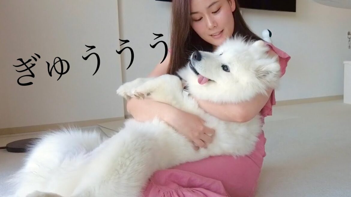 ついつい抱きしめたくなっちゃうぬいぐるみのような犬【サモエド】【子犬】