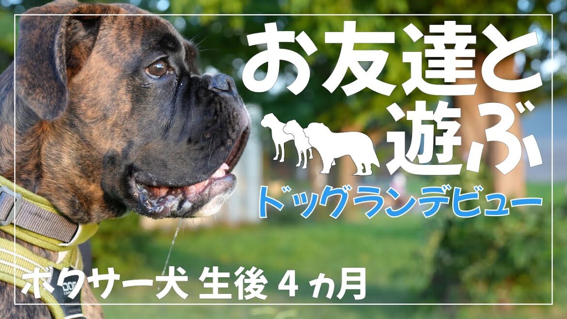 ドッグラン初体験した ボクサー犬 子犬 とスタバでのんびり