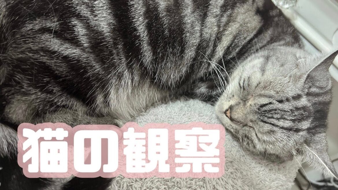 【アメリカンショートヘア】可愛すぎる定点配信【垂れ流し】