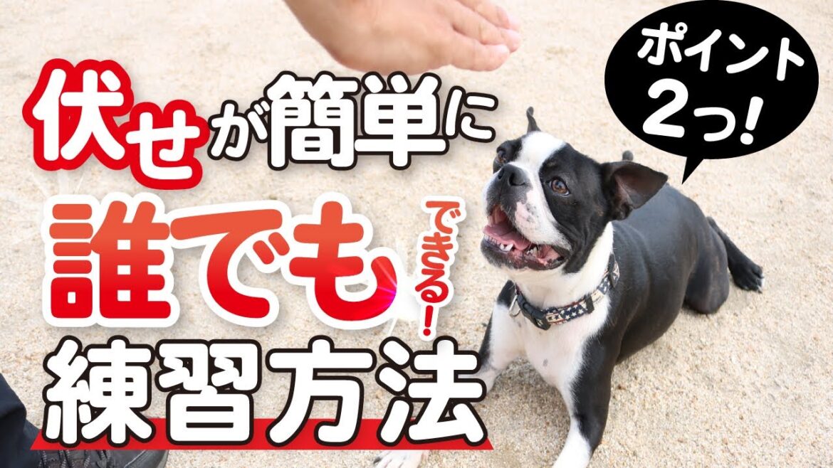 【ボストンテリア】伏せができるようになる!基本ポイント2つを解説します!【楽しくしつけ】 【ボストンテリア】伏せができるようになる!基本ポイント2つを解説します!【楽しくしつけ】