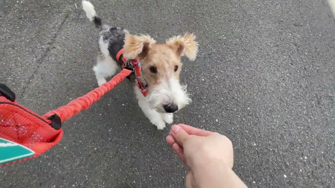ワイヤーフォックステリアの”ジルくん”と”犬慣れ”の練習！