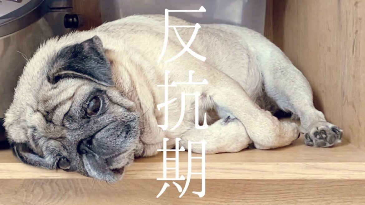 パグの反抗姿が可愛い過ぎてオモシロすぎてw癒しでしかない(*´꒳`*) | Rebellious, Cute & Funny Pugs【パグ犬 炭鈴】