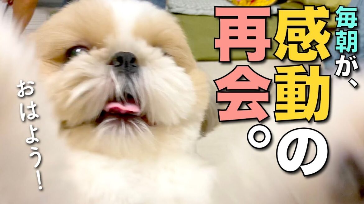 【シーズー】毎朝が感動の再会！おはようが大好きなシーズー犬がこちらです。※吠え声が入るので音量注意【178】