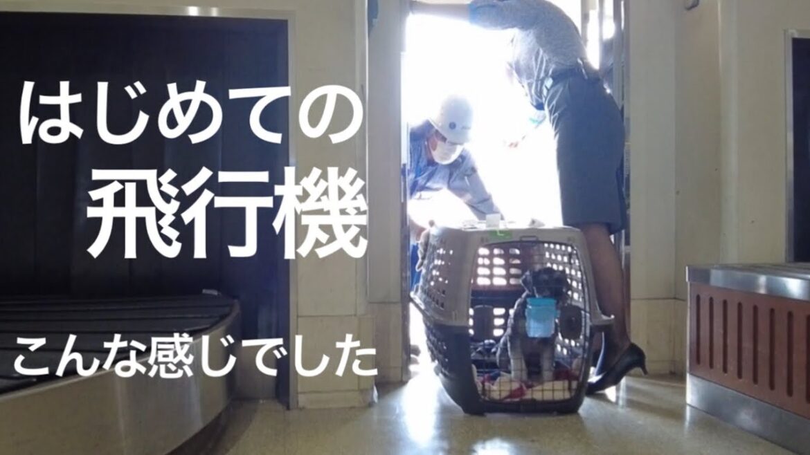 【犬と飛行機旅行】初めてANAの飛行機に預けた様子をレポート | ミニチュアシュナウザー
