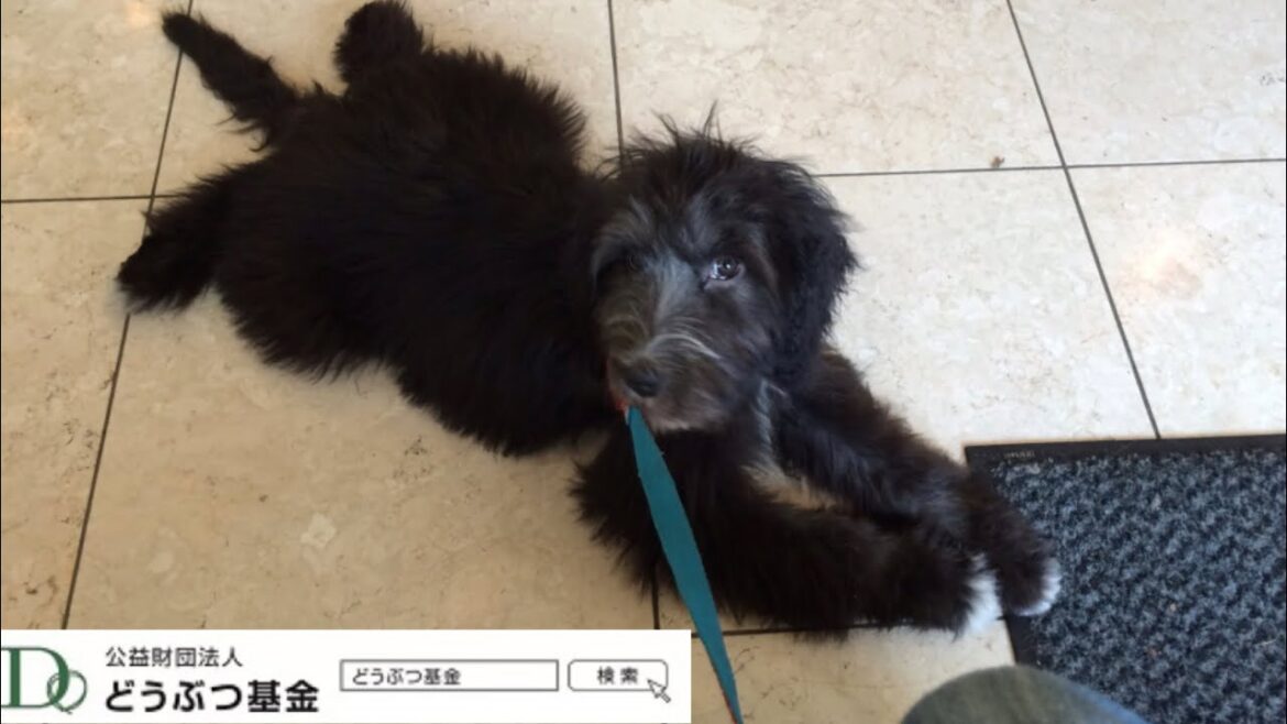 保護犬ジオ:親の気持ち(ビアデッドコリーmix) 保護犬ジオ:親の気持ち(ビアデッドコリーmix)