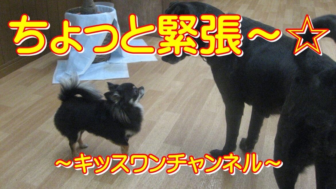 ちょっと緊張～☆【ダックスフンド ワイヤー】0520