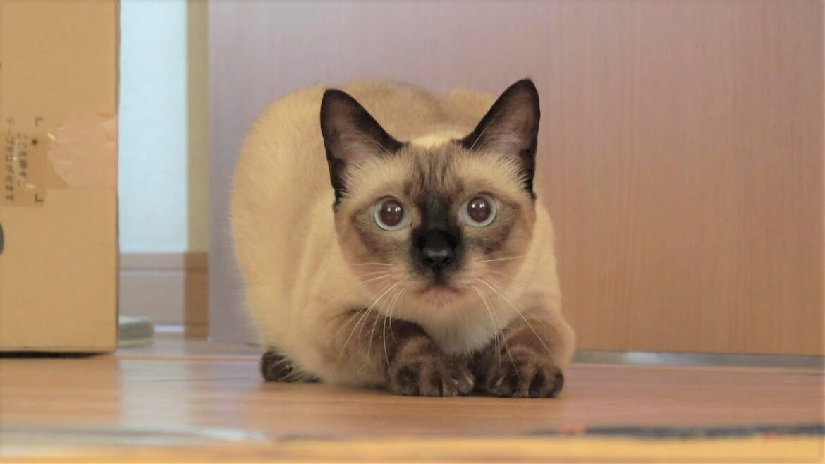 ウズウズしながらスタンバる突進寸前のシャム猫🐎