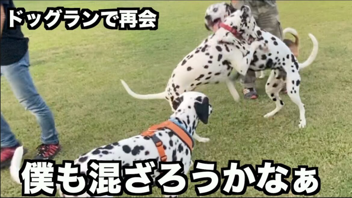 ダルメシアンのレイちゃん・久々のドッグランへ