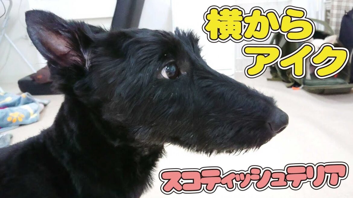 横からアイク　🐶ひみつきちなう！②🐶  (スコティッシュテリア チワワ トイプードル チワックス イタグレ コーギー 柴犬 ビーグル ミニチュアダックス ポメラニアン) 2022年6月23日