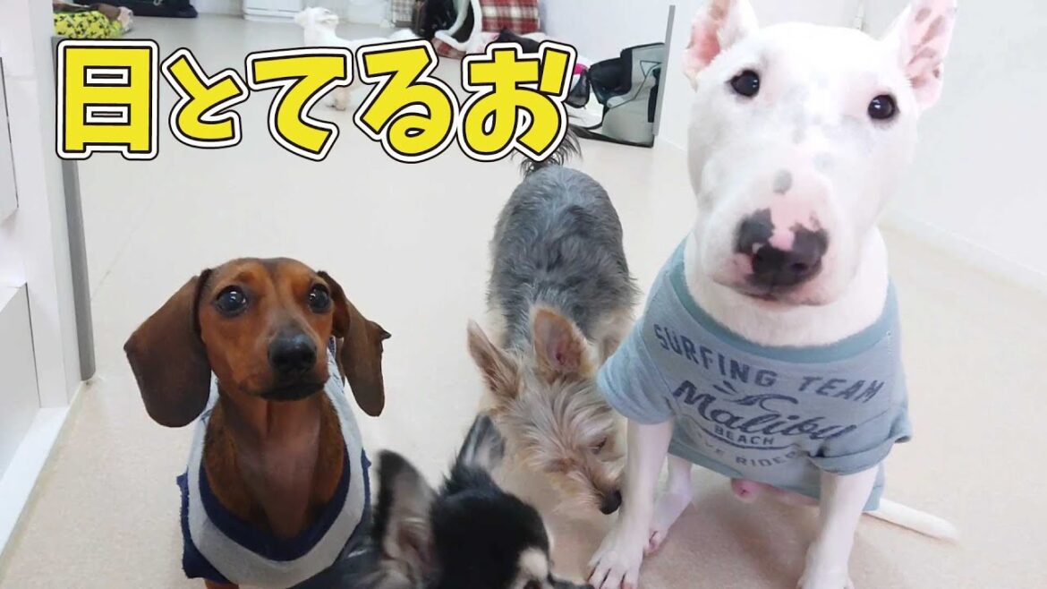 ミニチュアダックスの日(はる)とミニチュアブルテリアの”てるお”　🐶ひみつきちなう！①🐶  (チワワ 柴犬 トイプードル) 2020年3月31日