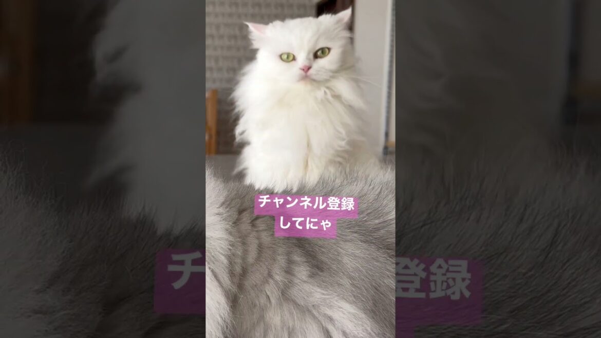 【るい&りおちゃん】ターキッシュアンゴラに見える白猫が可愛い