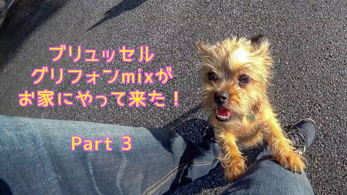 Brussels Griffon mix - Her first walk｜ブリュッセルグリフォンmixの女の子。初めてのお散歩。