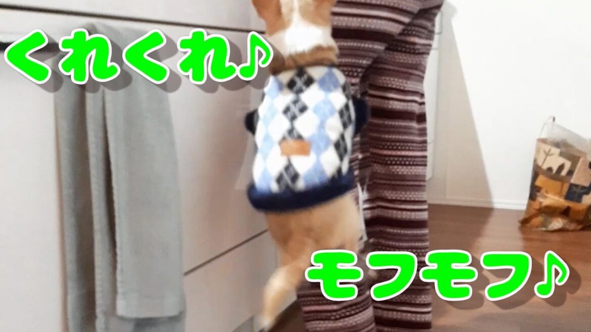 朝からムギママにご一緒しておこぼれを催促する食いしん坊チワワ（スムチー、スムースコートチワワ）