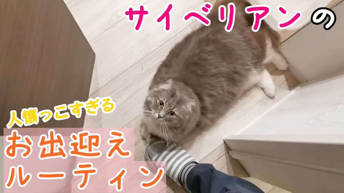 人懐っこいサイベリアンのお出迎え方が、もはや猫じゃない件|The cat's welcome is cute【サイベリアンのラフィ#133】 人懐っこいサイベリアンのお出迎え方が、もはや猫じゃない件|The cat's welcome is cute【サイベリアンのラフィ#133】