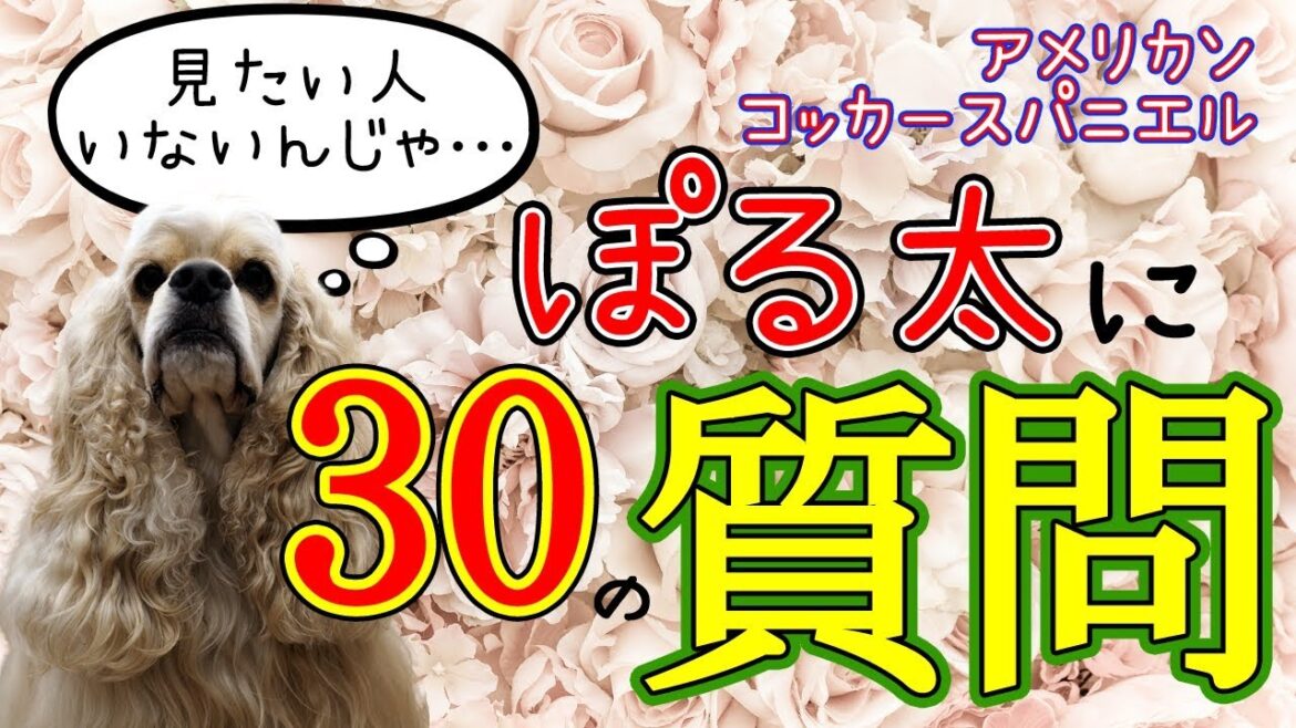 ドッグトレーナーの愛犬 アメリカンコッカースパニエルのぽる太に30の質問 ドッグトレーナーの愛犬 アメリカンコッカースパニエルのぽる太に30の質問