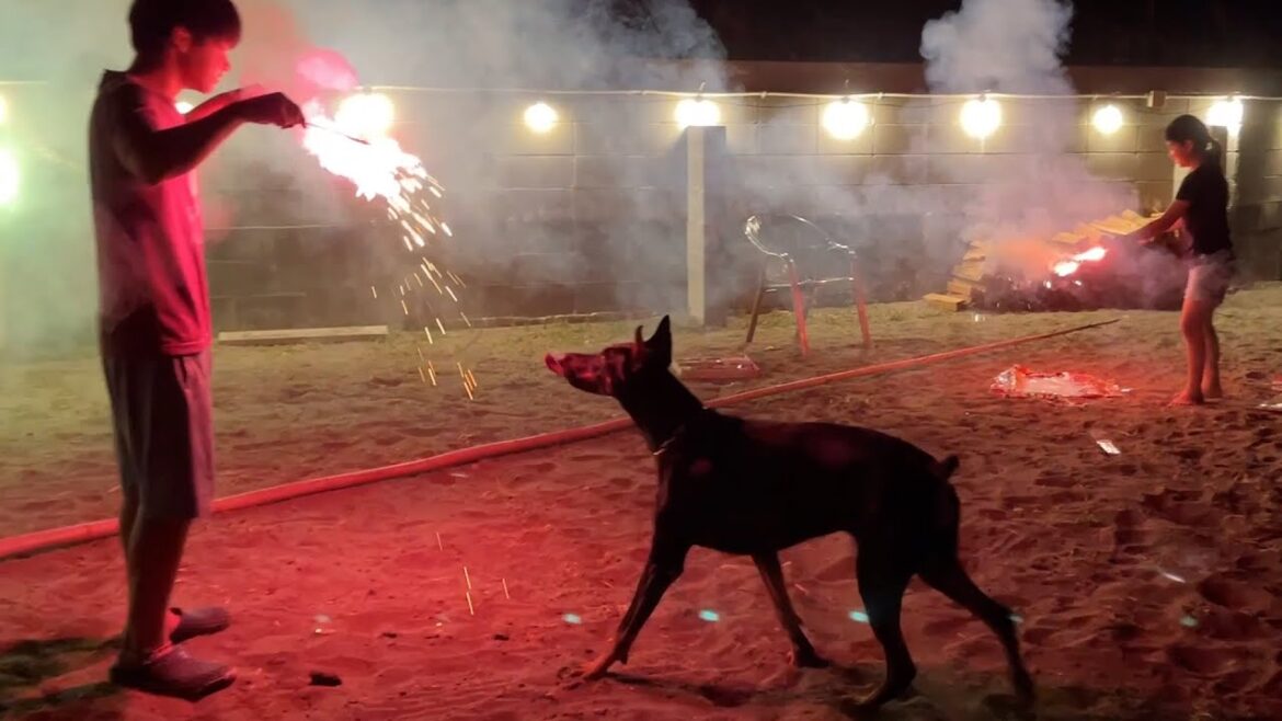 花火の恐ろしさを知るドーベルマンの飼い主 花火の恐ろしさを知るドーベルマンの飼い主