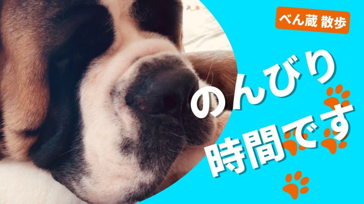 【大型犬 セントバーナード】のんびり過ごすべん蔵です🐶 【大型犬 セントバーナード】のんびり過ごすべん蔵です🐶