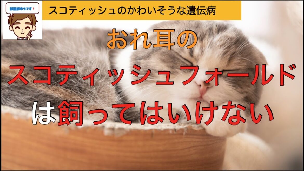 おれ耳のスコティッシュフォールドを飼ってはいけない、かわいそうな理由4選 〜骨軟骨異形成症という遺伝病〜【獣医師がやさしく解説】 おれ耳のスコティッシュフォールドを飼ってはいけない、かわいそうな理由4選 〜骨軟骨異形成症という遺伝病〜【獣医師がやさしく解説】