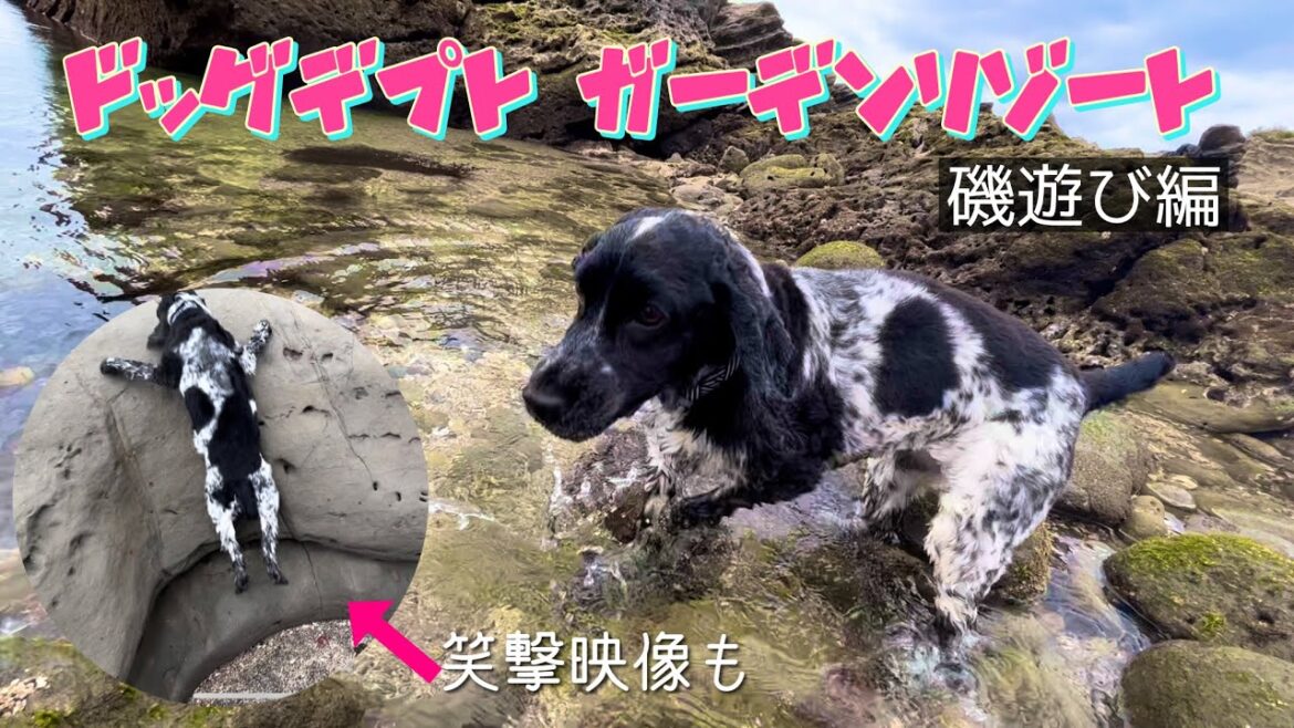 【キャンプ#3】犬連れキャンプ！～ドッグデプトガーデンリゾート 磯遊び編～　イングリッシュコッカースパニエル「みみ」 の気持ち