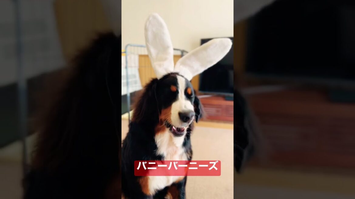 バニーちゃんの耳に気がつかないバーニーズ