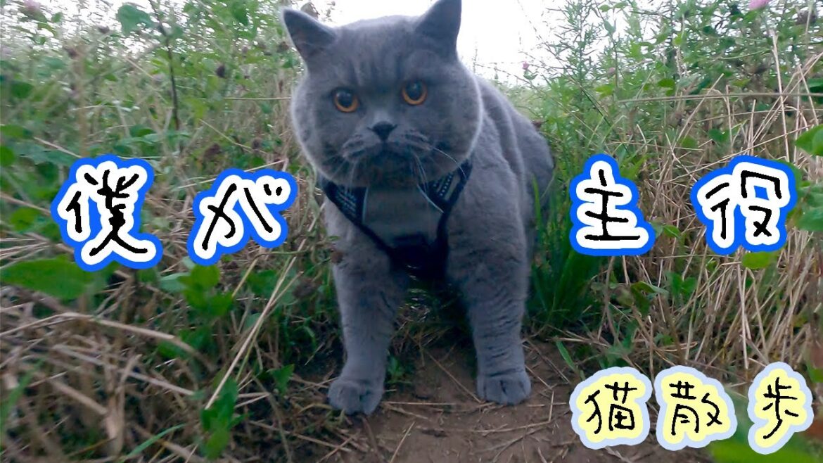 ルークと一緒に散歩 GoPro9 猫散歩　/ ブリティッシュショートヘア