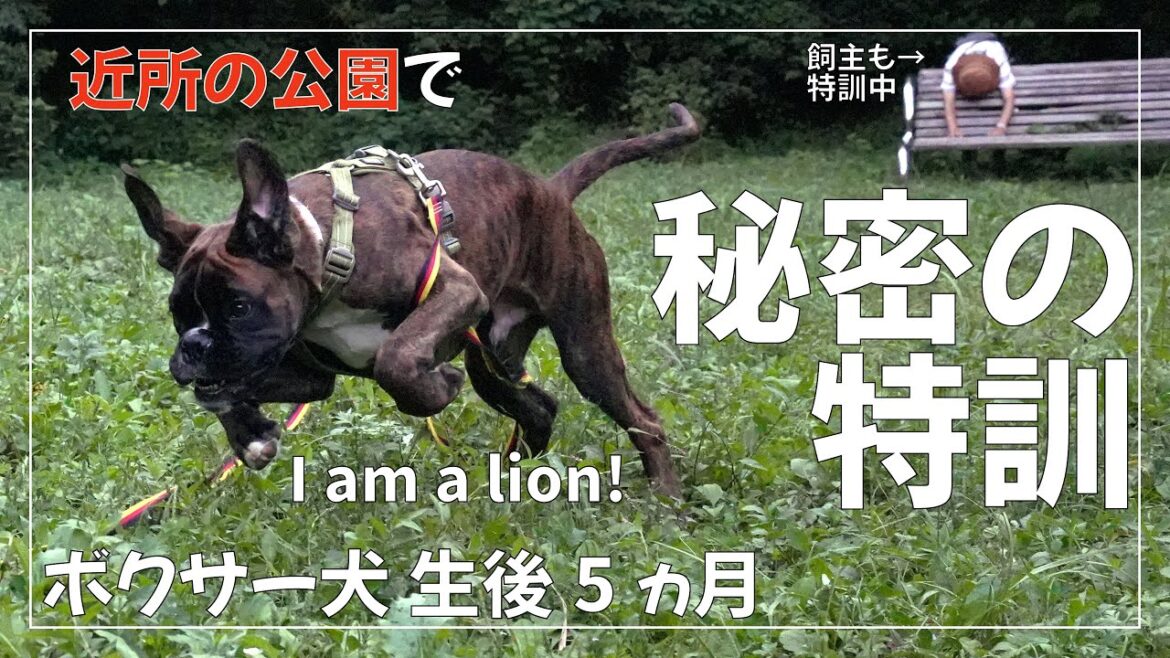 ボクサー犬 子犬と秘密の場所でトレーニング